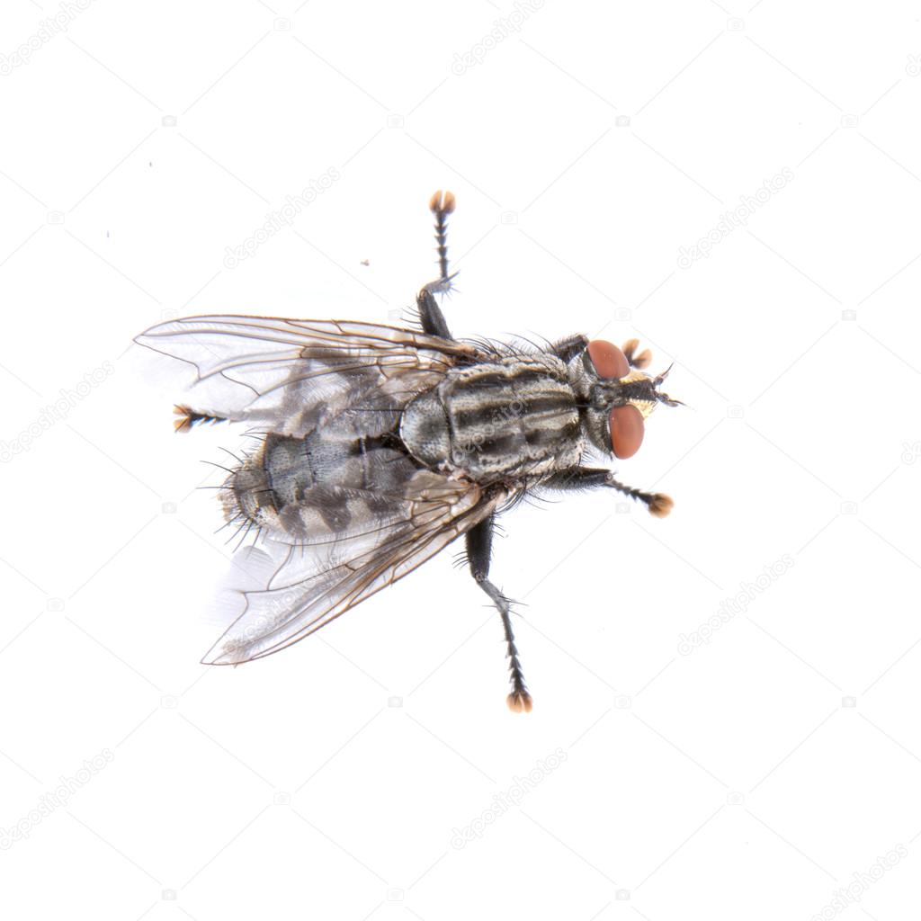 Black fly on a white background