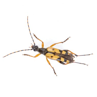 Beyaz zemin üzerine sarı siyah hata