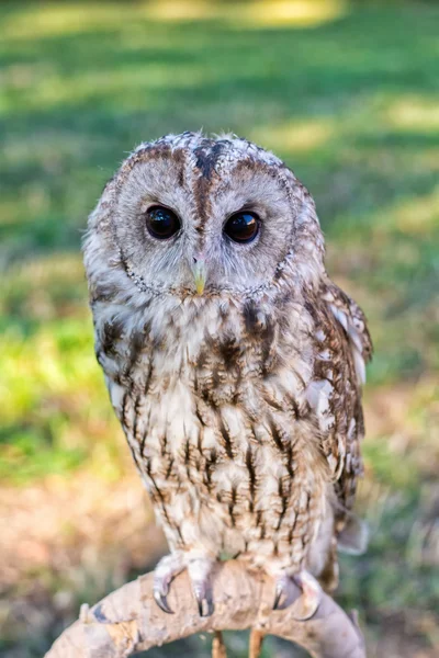 Gufo Tawny seduto sul trespolo — Foto Stock