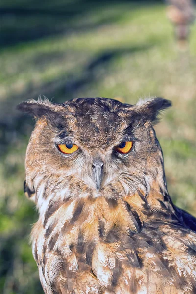 Retrato de un búho águila euroasiática —  Fotos de Stock