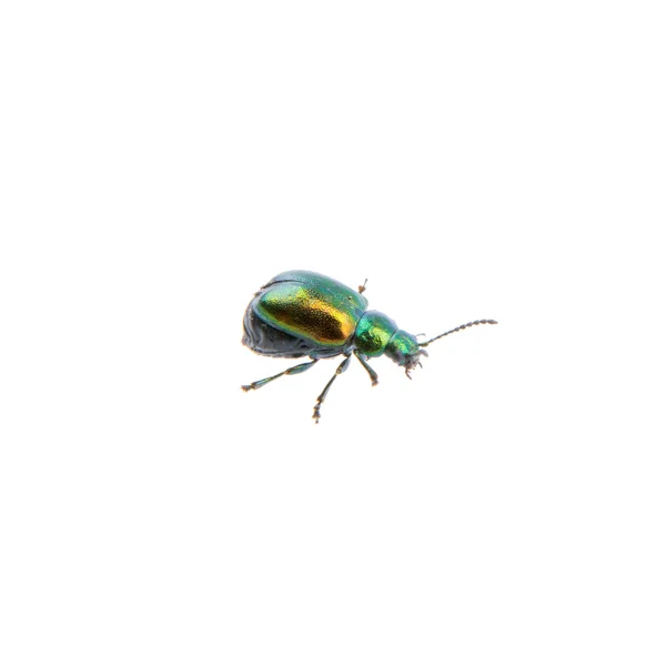 Insecto verde metal sobre un fondo blanco — Foto de Stock
