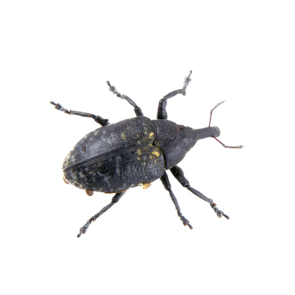 Svarta bug med gula prickar på vit bakgrund — Stockfoto