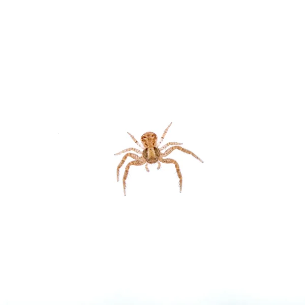 Aranha pequena em um fundo branco — Fotografia de Stock