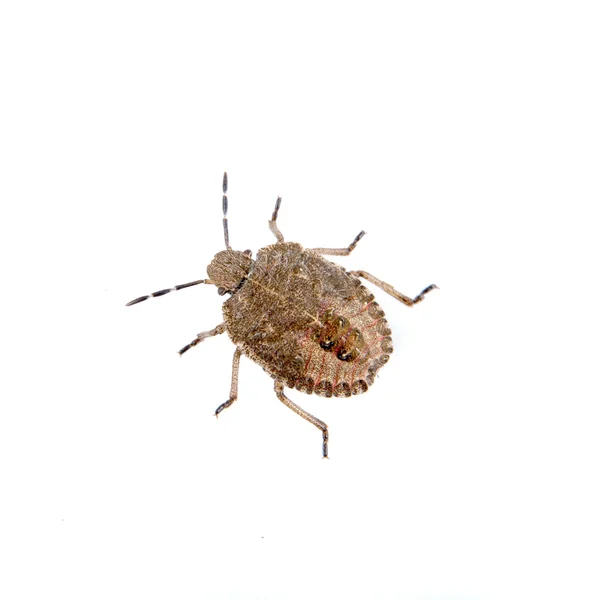 Brown Dock Bug на белом фоне — стоковое фото