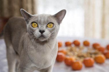 Pussycat mandalina tablo ile yakalandı
