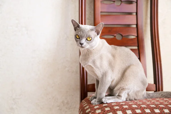 Gato calmo está sentado na cadeira — Fotografia de Stock