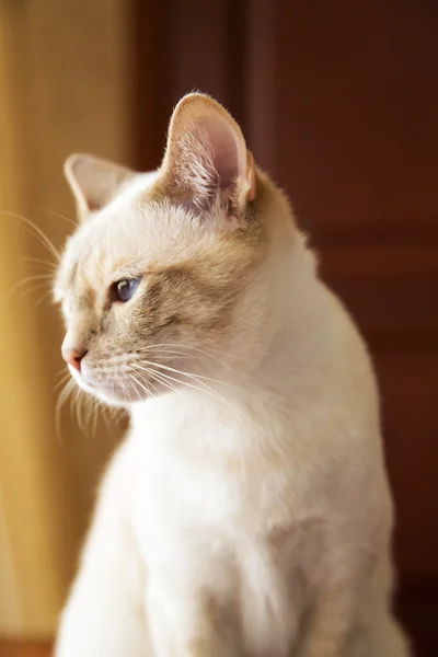 Inschrijving kitten staren naar beneden op de vloer — Stockfoto