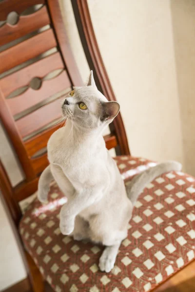 예쁜 고양이 맛 있는 치료에 대 한 요구 — 스톡 사진