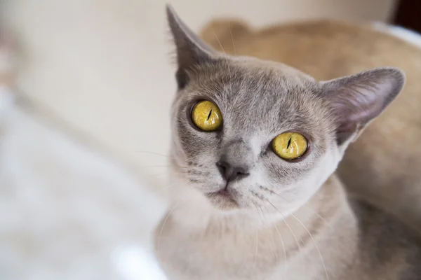 Gato con ojos amarillos mostaza hermosa profunda — Foto de Stock