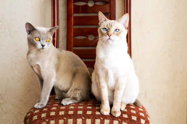 2 고양이 친구 그들의 소유자에 대 한 대기 — 스톡 사진