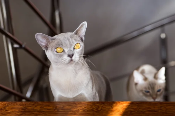 Katter som klättring på övervåningen för att hitta solljus — Stockfoto