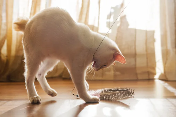 Young fellow is passionately attacking the toy — Stock Photo, Image