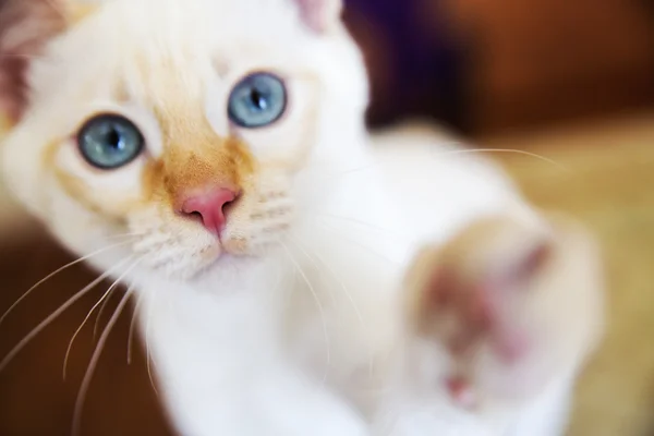 Kitty giving its paw to cheer up — Stock Photo, Image