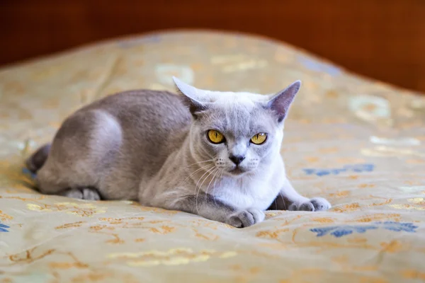Yatakta olgun Birmanya dişi kedi — Stok fotoğraf