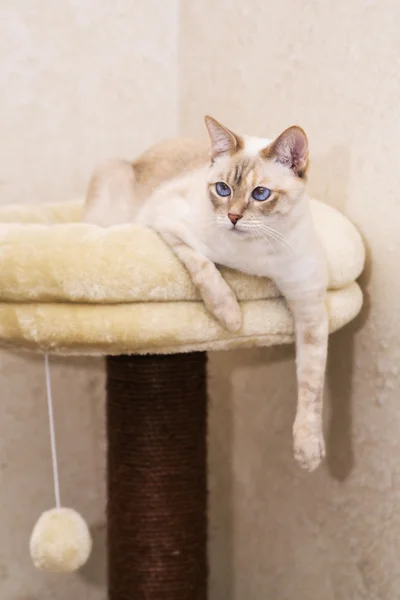 Friedlich liegendes Pussycat auf dem Katzenspielplatz Stockfoto