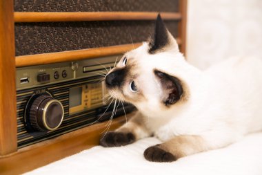 Yavru kedi Ayrıca müzik keyfini çıkarabilirsiniz