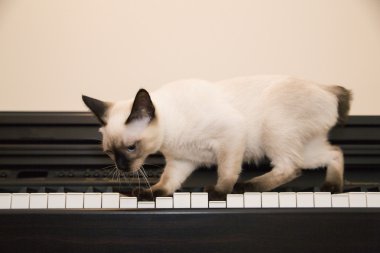 Pussycat piyano onun pençeleri ile çalışır