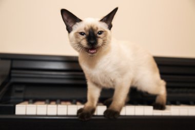 Puss avını vurmak için hazır var