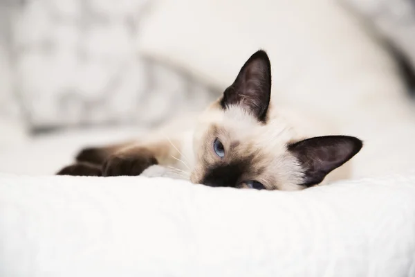 Kitty wurde müde von den aktiven Spielen — Stockfoto