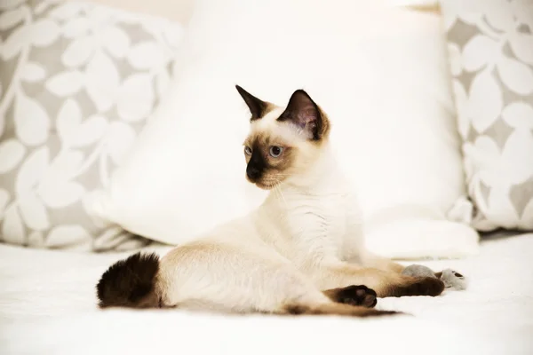 Hermoso gato posando para la cámara con gracia —  Fotos de Stock