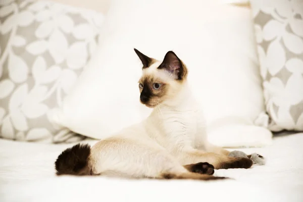 Beautiful cat posing for the camera with grace — Stock Photo, Image