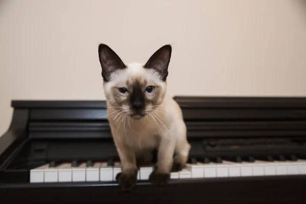 Pussycat är på väg att hoppa av pianot — Stockfoto