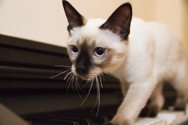 Retrato del gatito gris con la nariz y las orejas negras — Foto de Stock
