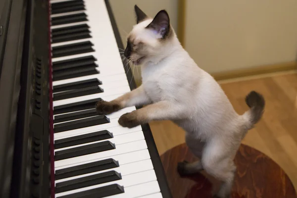 Kitty canta la canción mientras toca el piano — Foto de Stock