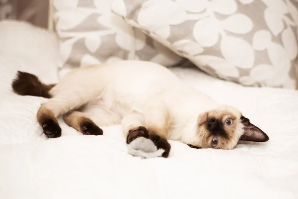 Little puss lies on the bed posing for the camera — Stock Photo, Image