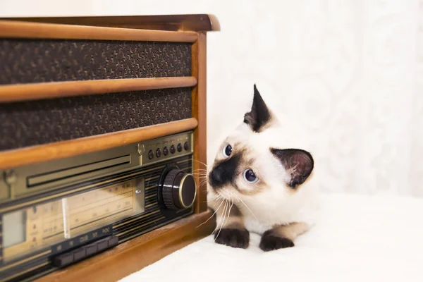 Kitten cuida la radio con curiosidad e interés — Foto de Stock