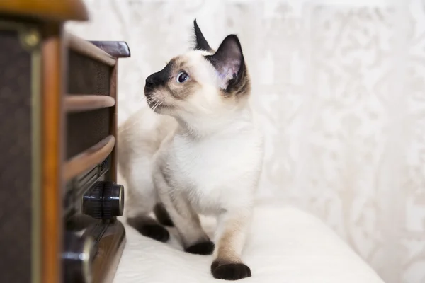 Pequeño gato es la caza de los sonidos de la música —  Fotos de Stock