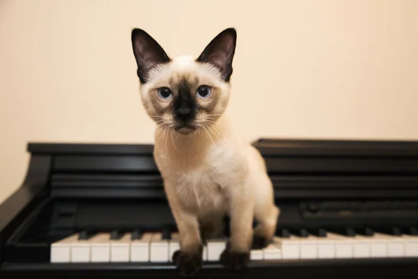 Little siamese looking cat sits on the piano — Stock Photo, Image