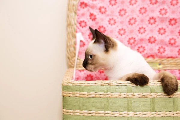 Kitten looking out of the basket — Stock Photo, Image