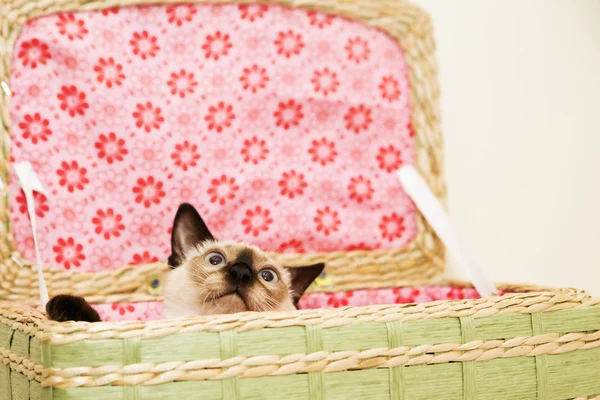 Маленький котенок прячется в корзине для белья на розовом фоне — стоковое фото