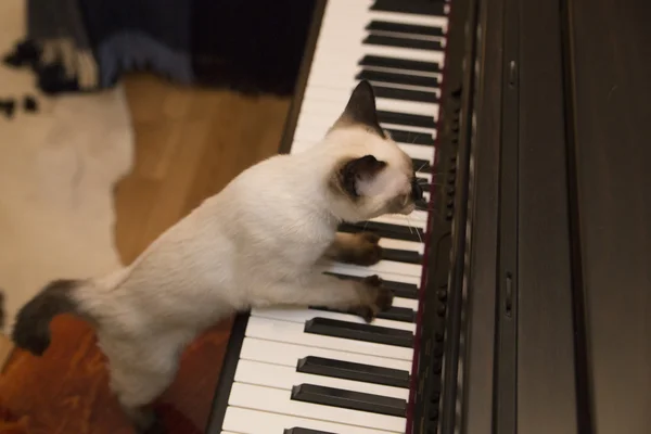Mały kotek wykonuje Koncert fortepianowy Obrazy Stockowe bez tantiem