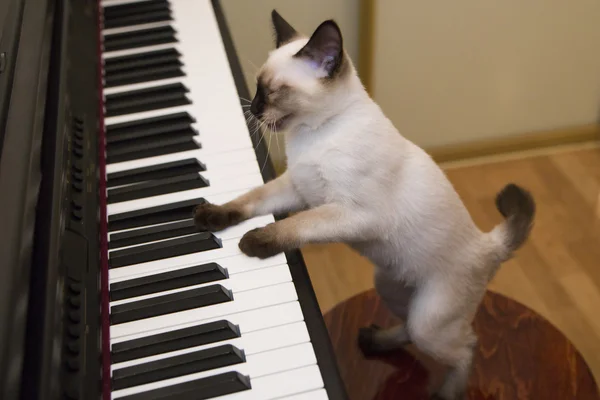 Kitty sjunger låten medan du spelar piano Royaltyfria Stockbilder