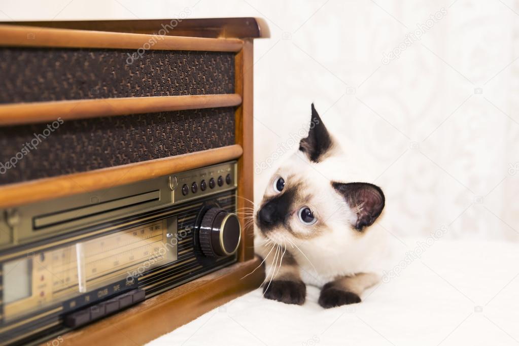 Kitten looks after the radio with a curiosity and interest