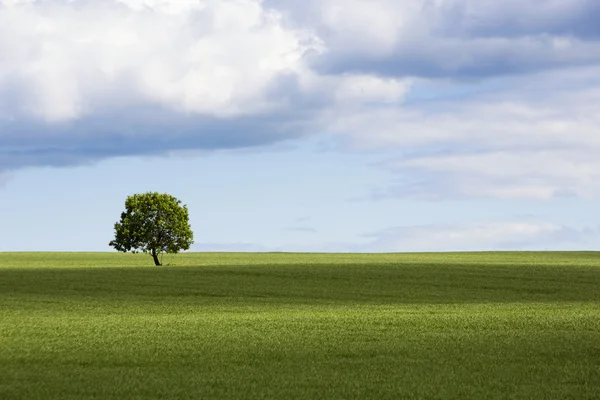 Wallpaper with single tree in the field — Stock Photo, Image