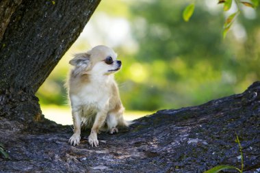 Hala ve gurur kahraman köpek duruyor