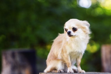 Küçük evde beslenen hayvan soğuk ve park sonra yorgun