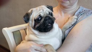 Köpek Pug Kameraya Bakıyor
