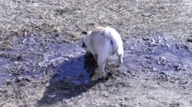 Pug ve Brabant oyun açık havada