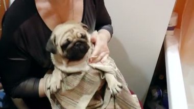 Köpek pug