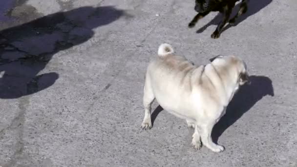 Pug and Brabant frolic outdoors — Stock Video