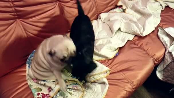 Pug e Brabant brincando no sofá — Vídeo de Stock
