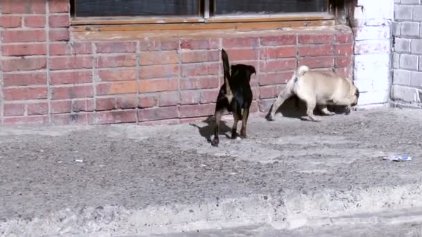 Pug and Brabant frolic outdoors — Stock Video