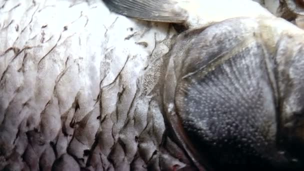 Poisson frais purifié 