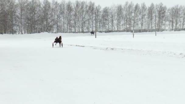 Hipódromo. Check-riding — Vídeo de stock