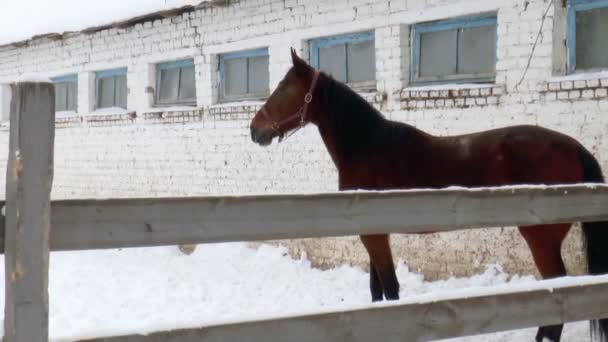 The horse in the paddock outdoors — Stock Video