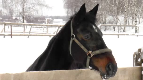 Hesten i innhegningen ute – stockvideo